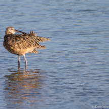 Long-billed Curlew-02