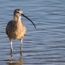 Long-billed Curlew-03