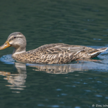 Mallard-Female-01