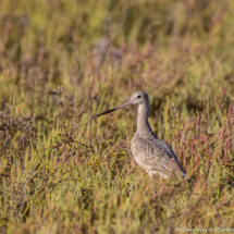 Marbled Godwit-01