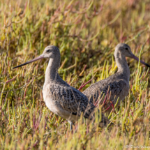 Marbled Godwits-01