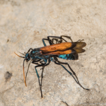 Milde's Tarantula-hawk Wasp-01