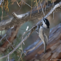 Mountain Chickadee-01