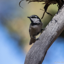 Mountain Chickadee-02