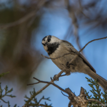 Mountain Chickadee-03