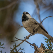 Mountain Chickadee-04
