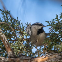 Mountain Chickadee-05