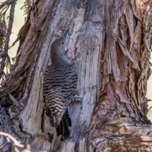 Northern Flicker-Red-Shafted Female-01