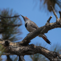 Northern Flicker-Red-shafted Male-01