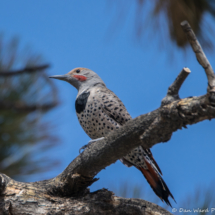 Northern Flicker-Red-shafted Male-03