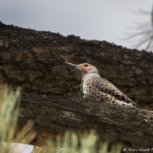 Northern Flicker-Red-shafted Male-04