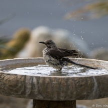 Northern Mockingbird Taking A Bath