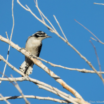 Nuttall's Woodpecker-Female-01