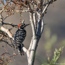 Nuttall's Woodpecker-Male-01