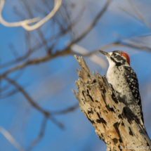 Nuttall's Woodpecker-Male-02
