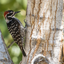 Nuttall's Woodpecker-Male-02