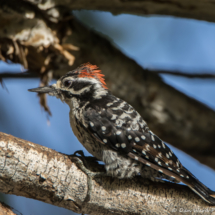 Nuttall's Woodpecker-Male-04