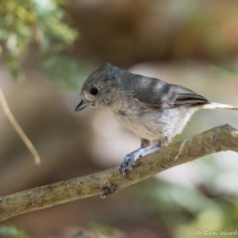 Oak Titmouse-01