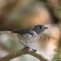 Oak Titmouse-02