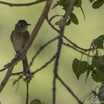 Pacific Slope Flycatcher-02
