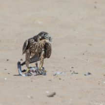 Peregrin Falcon Eating A Pigeon-01