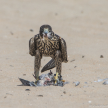 Peregrin Falcon Eating A Pigeon-02