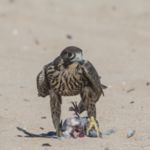 Peregrin Falcon Eating A Pigeon-04