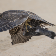 Peregrin Falcon Flying With Prey-01