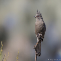 Phainopepla-Female-01