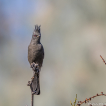 Phainopepla-Female-02