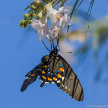 Pipevine Swallowtail Butterfly-01