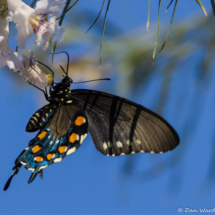 Pipevine Swallowtail Butterfly-02