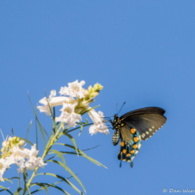 Pipevine Swallowtail Butterfly-03