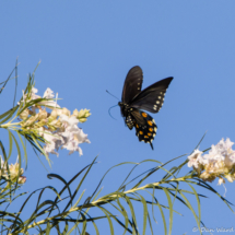 Pipevine Swallowtail Butterfly-04