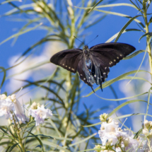Pipevine Swallowtail Butterfly-05