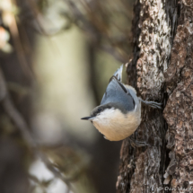 Pygmy Nuthatch-01
