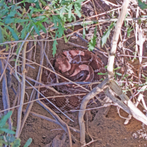 Red Diamondback Rattlesnake-01