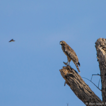 Red-shouldered Hawk-02