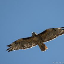 Red-tailed Hawk-01