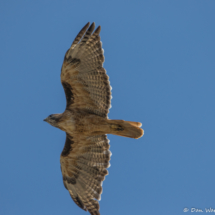 Red-tailed Hawk-02