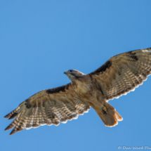 Red-tailed Hawk-03