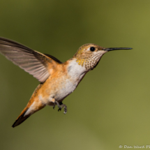 Rufous Hummingbird-03