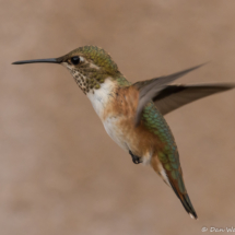 Rufous Hummingbird-Immature Male-02