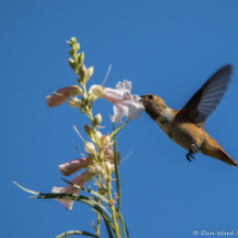 Rufous Hummingbird on Desert Willow Flower-02