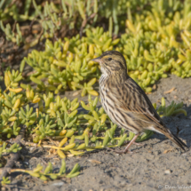 Savannah Sparrow-01