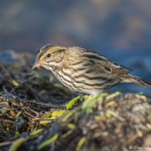 Savannah Sparrow-02