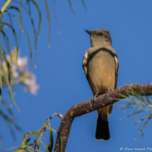 Say's Phoebe-01