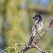 Say's Phoebe-03