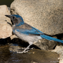 Scrub Jay-02