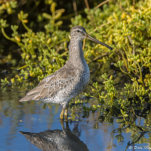 Short-billed Dowitcher-01